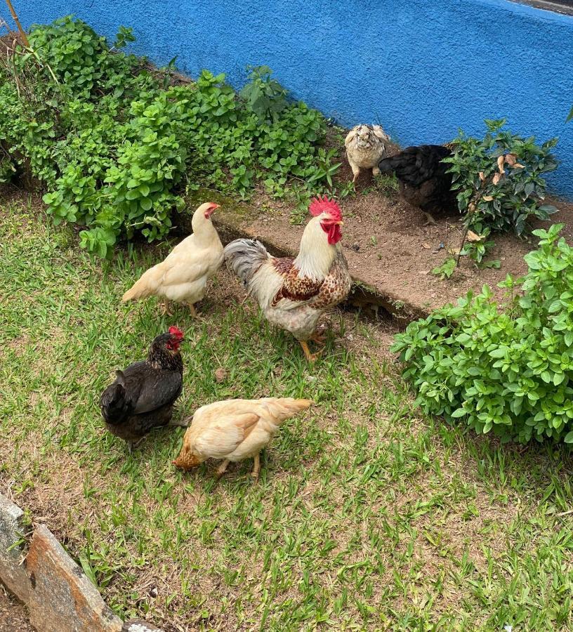 Hotel Fazenda Bonanza Engenheiro Paulo de Frontin Eksteriør bilde