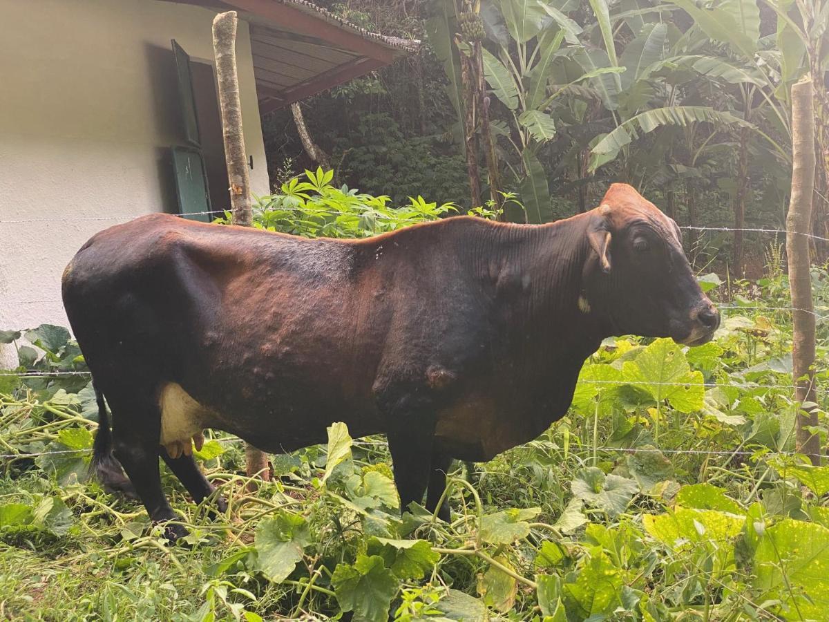 Hotel Fazenda Bonanza Engenheiro Paulo de Frontin Eksteriør bilde